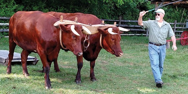 Oxen.jpg