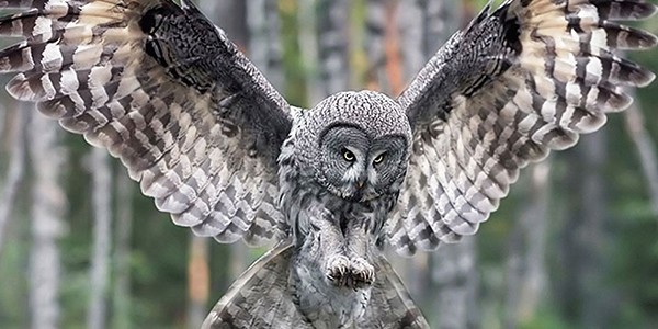 3 Owl.jpg